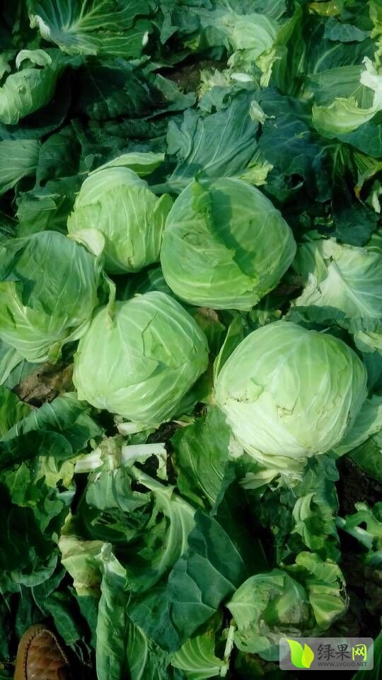 2015年河南新野球茎甘蓝价格