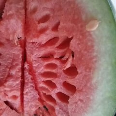 蒲城晋城王立新5月京欣西瓜