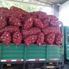 2015郯城洋葱抓住商机无限