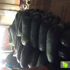 西乡塘坛洛小卢5月子弹头黑皮冬瓜