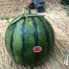 陕西蒲城京欣西瓜