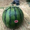 陕西蒲城京欣西瓜