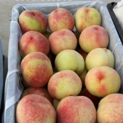 大荔蜜桃价格行情平稳范家张小虎诚信合作