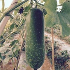 2015武鸣冬瓜收购工作全面开展