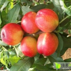 2015平邑油桃今年价格有看点
