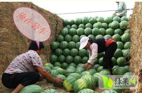 龙卷风价格