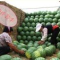 河南睢阳龙卷风西瓜何去何从