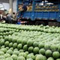 惠民西瓜质量上乘麻店万福哲诚信合作