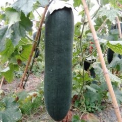 博白冬瓜质量上乘现已上市