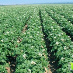 湖北随州大量优质新鲜土豆供应