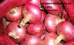 郯城洋葱欢迎合作,红花乔璐璇诚信合作