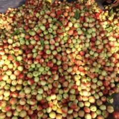 2015大荔蜜桃走过路过不要错过