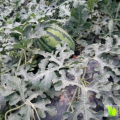 2015大荔西瓜价格波动不大