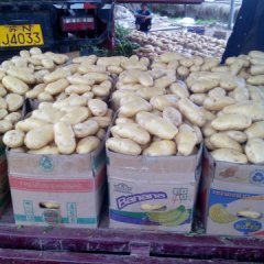 郯城红花刘西虎土豆绿色无公害诚信合作