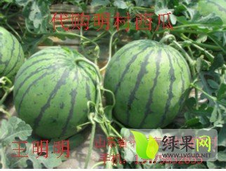 2015年山东平度京欣价格