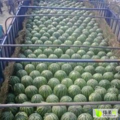 蒲城龙阳宋蒲勇5月-7月京欣~甜王西瓜