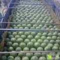 蒲城龙阳宋蒲勇5月-7月京欣~甜王西瓜