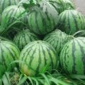 固镇西瓜质量上乘石湖徐李珍诚信合作