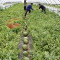 连云港圆满生态种植基地