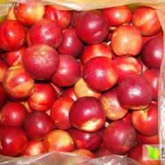 安徽来安中油4号油桃大上市！0.8-1.4元每斤