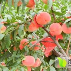 陕西毛桃上市价格