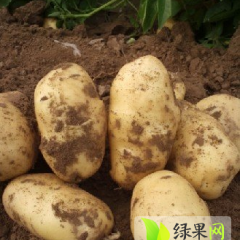 优质荷兰土豆便宜卖了