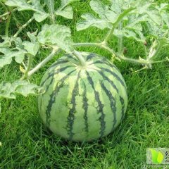 蒲城西瓜名优产品,街道马云龙诚信合作