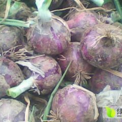 三原鲁桥郑鑫5月红皮洋葱