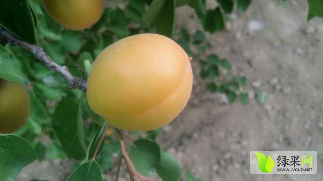 2015年陕西大荔金太阳杏价格