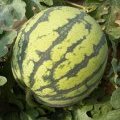 夏邑8424西瓜.保质保量