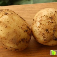 优质早大白吉丰源合作社诚信代收