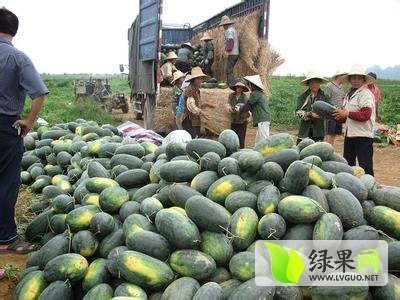 黑美人价格