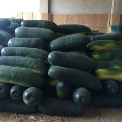 西乡塘坛落卢德华5月黑优大冬瓜