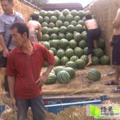 蒲城西瓜名优产品,陈庄任金元诚信合作