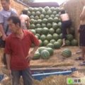 蒲城西瓜名优产品,陈庄任金元诚信合作