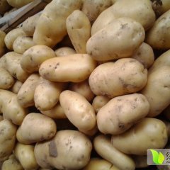 2015肥城土豆俏销大江南北