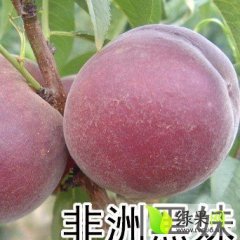 山东蒙阴中油4号油桃随行就市