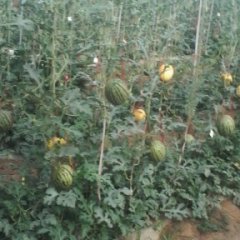 2015蒲城西瓜今年价格有看点