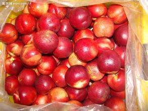 陕西油桃上市了油桃价格