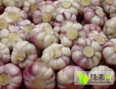 郯城大蒜早买早赚,红花乔增元诚信合作
