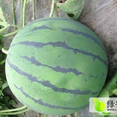 蒲城西瓜品质优良陈庄马德森诚信合作