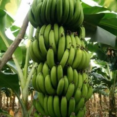 2015隆安香蕉值得出手