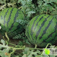 陕西大荔京欣西瓜（同州西瓜）