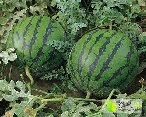 2015年陕西大荔京欣价格