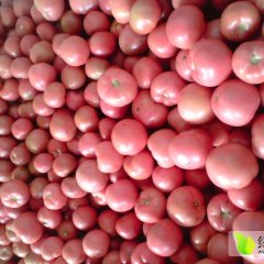 延津西红柿名优产品,城南李春香诚信合作