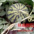 江苏阜宁8424西瓜随行就市