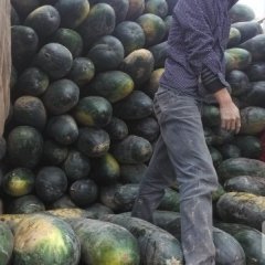 沁阳88号王剑7月子弹头黑皮冬瓜