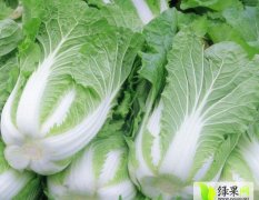 围场白菜口感爽口,朝阳仲志成诚信合作