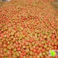 内黄东庄乔国斌5月硬粉西红柿