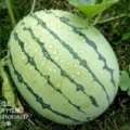 连云港灌云伏瓜瓜5月8424西瓜